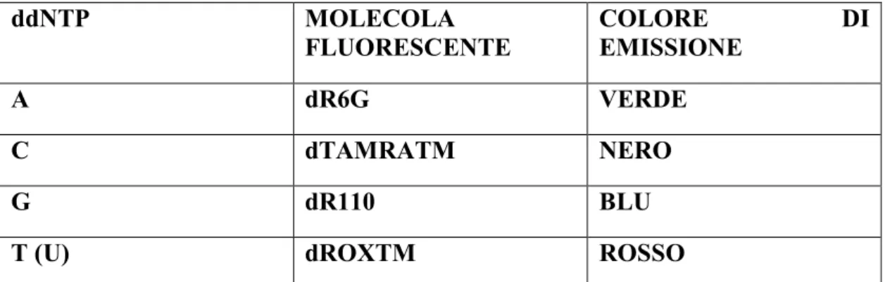Tab.  3.4  :  Colore  di  emissione  dei  quattro  fluorocromi  utilizzati  per  rilevare  la  specifica  base  azotata  nella       posizione nucleotidica polimorfica