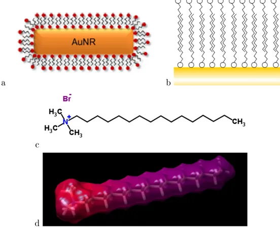 Figure 2.2.1: Representative CTAB-capped gold nanorod (a), detail of the CTAB bilayer (b), 2D and 3D representation of the CTAB molecule, panels (c) and (d) respectively