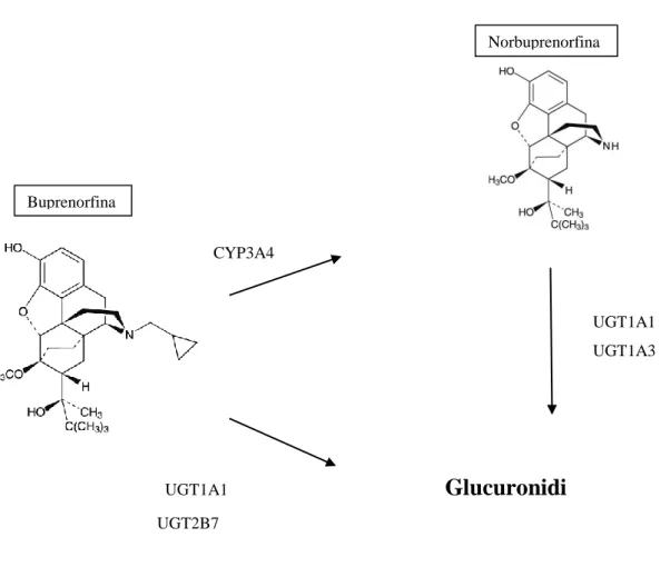 Fig. 4.  Metabolismo epatico della buprenorfina ad opera del sistema enzimatico del  citocromo P450  (CYP450) e dell’UDP-glucuronosil-transferasi (UGT) 