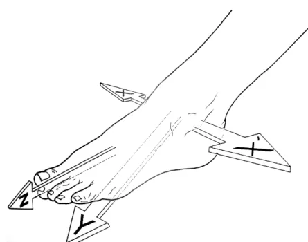 Figura 3.1: I tre assi principali della caviglia 