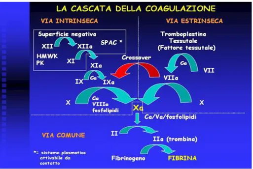 Figura 2.     http://e-learning.med.unifi.it/  “La cascata della coagulazione” 