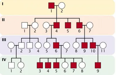 Fig.  1.  Il  cromosoma  Y  osserva  una  modalità  di  trasmissione  patrilineare.  In  particolare i soggetti IV-7 e IV-9 condividono lo stesso cromosoma Y pur essendo parenti di  sesto grado