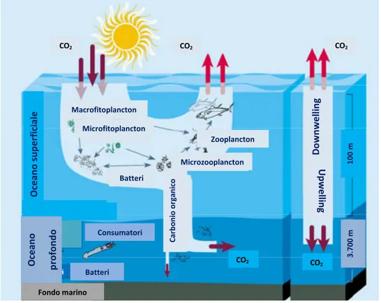 Figura 1. Ciclo del carbonio in mare. La pompa biologica (sinistra) è controllata dalla rete trofica marina;
