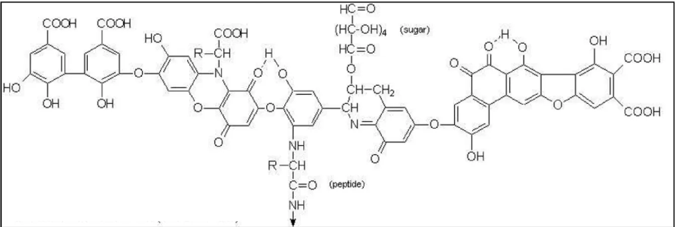 Figura 11. Struttura teorica di un acido umico (Stevenson, 1982).