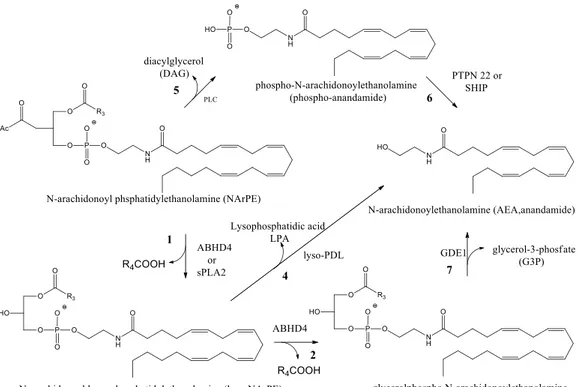 Fig. 4 Alternative anandamide biosynthesis (11. Jacqueline L. Blankman et al. Pharmacol Rev 65:849–871,  April 2013) 