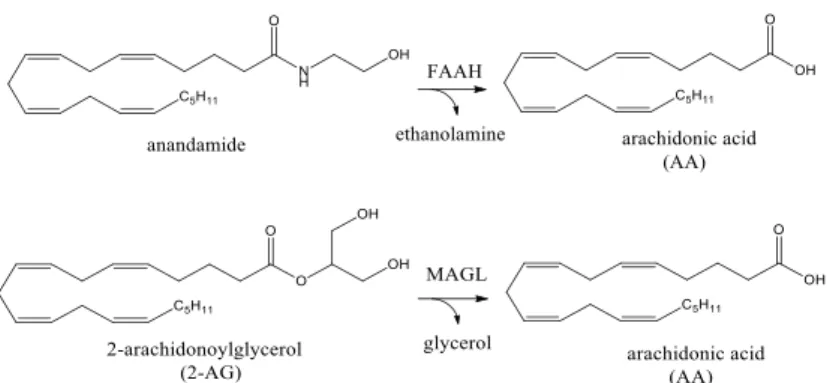 Fig. 6 Endocannabinoid hydrolysis. In the nervous system, anandamide and 2-AG are degraded primarily by  FAAH and MAGL, respectively 
