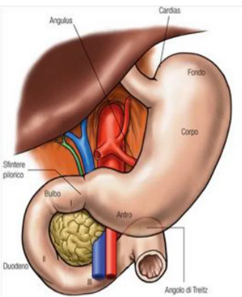 Figura 1. Anatomia macroscopica stomaco e duodeno 