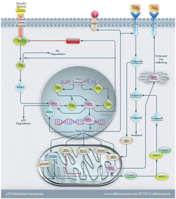 Figura 7. Apoptosi mediata da p53 20 . 