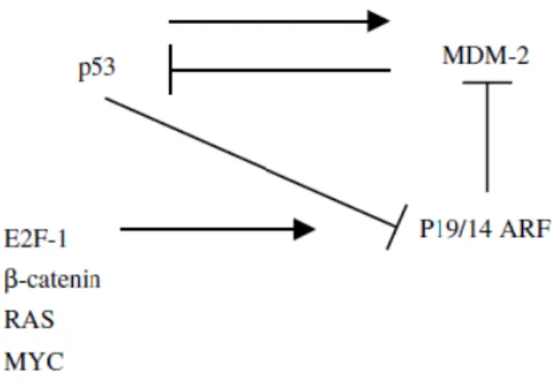 Figura 8. Circuito p53/MDM2/p14/19 ARF 21 . 