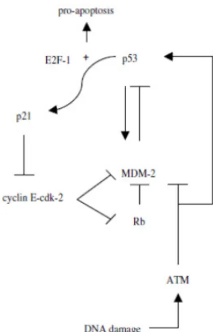Figura 9. Circuito ciclina/Cdk/Rb/MDM-2 21 . 