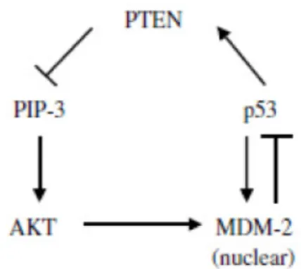 Figura 12. Circuito PTEN/AKT/MDM-2 21 . 