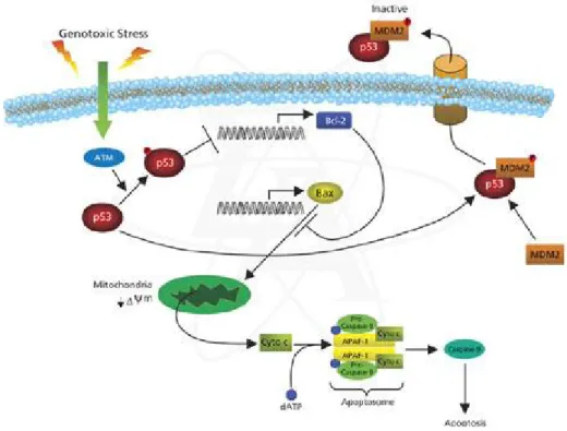 Figura 3. p53 regola la risposta cellulare allo stress 7 . 