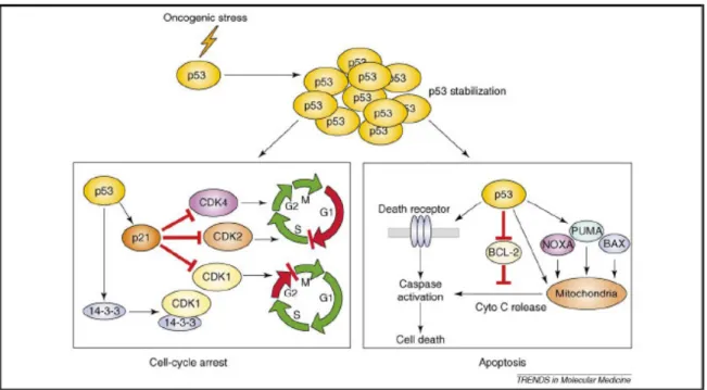 Figura 5. Il soppressore del tumore p53 è una potente molecola con attività antiproliferativa e pro-apoptotica 8 