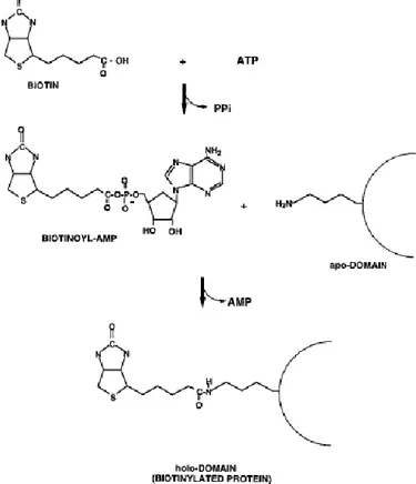 Fig. 1. Biotinylation reaction (Chakravartty and Cronan, 2012)