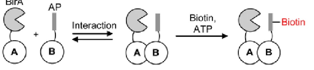 Fig. 4. General model of BirA use to detect protein-protein interaction. BirA could be fused to a protein  A  and  the  acceptor  peptide  (AP)  to  a  protein  B  that  could  interact  with  BirA