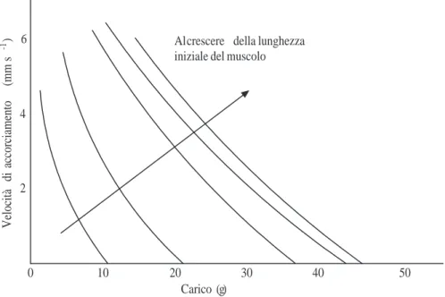 Figura 1.12: Dipendenza della relazione forza-velocit`a dalla lunghezza iniziale del muscolo cardiaco.