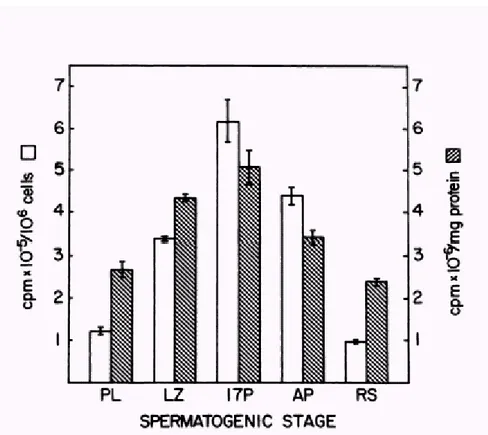 Figure 3. Incorporation of &gt;35S@methionine  &gt;35S@met into trichloracetic acid (TCA )- )-precipitabie macromolecules for purified spermatogenic cells