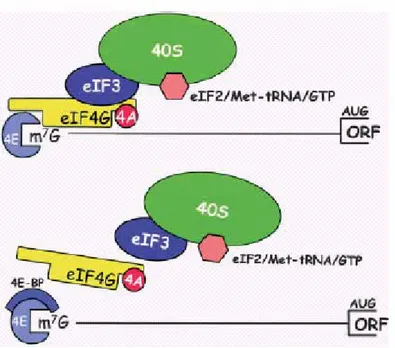 Figure 6. (A) Assembly of the mammalian ribosome initiation complex at the 5’end of an  mRNA