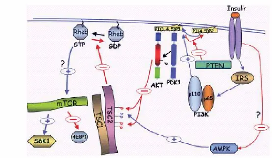 Figure 7. The regulation mTOR activity by growth factors is mediated by the PI3K/Akt  signaling pathway leading to phosphorylation and inhibition of TSC2 by Akt and to the  subsequent activation of Rheb, which activates mTOR by an as yet unknown mechanism