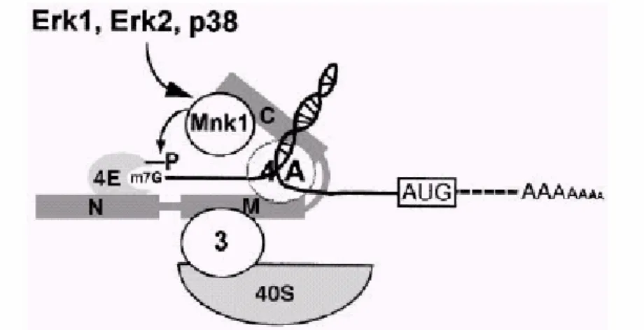 Figure 9. Mnk1 phosphorylates eIF4E as a component of the eIF4F complex. The model  shows that phosphorylation of eIF4E occurs in the eIF4F complex, suggesting that eIF4F  assembles prior to eIF4E 