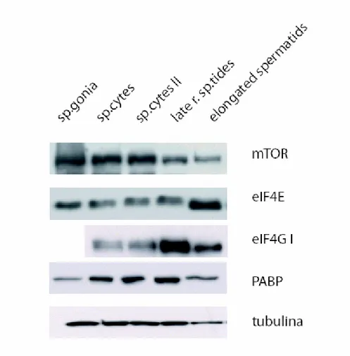 Figure 4 Analysis by western blot of expression of some proteins involved in the pathway that  modulate translational activity