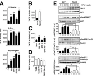 Fig. 1. TACE activity is induced by metabolic stimuli in vitro and impairs insulin signaling