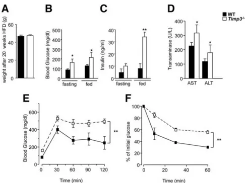 Fig. 3. Impaired glucose tolerance in Timp3 ⫺/⫺ mice fed a HFD. WT and Timp3 ⫺/⫺