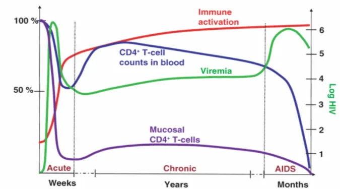 Figura 1. Schema esemplificativo che mette in relazione le variazioni dei linfociti T  CD4+ nel sangue e nella mucosa con la viremia e i livelli di immuno-attivazione  indotta dal HIV-1 durante la progressione della malattia