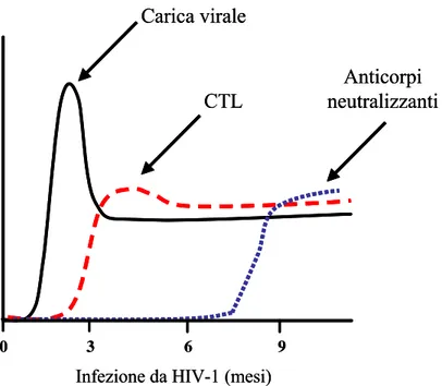 Figura 2. Tipico andamento della viremia plasmatica e della risposta immunitaria  HIV-1-specifica durante i primi mesi dell’infezione da HIV-1