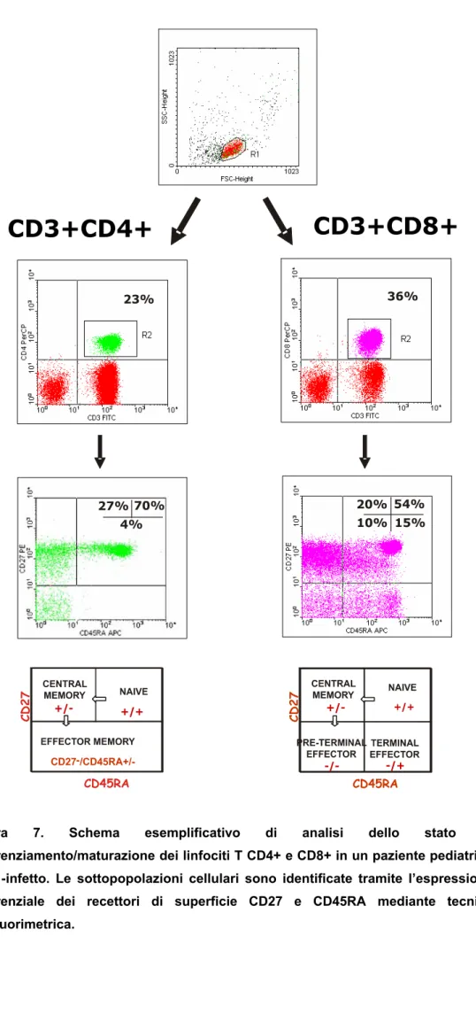 Figura 7. Schema esemplificativo di analisi dello stato di  differenziamento/maturazione dei linfociti T CD4+ e CD8+ in un paziente pediatrico  HIV-1-infetto