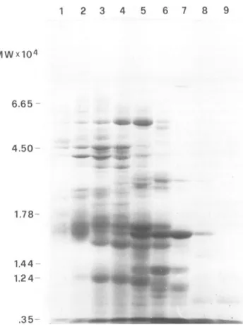 FIG. 7. Polyacrylamide gel electrophoresis in the presence of sodium dodecyl sulfate, performed on 0.6-ml fractions from the TSK G4000 SW column