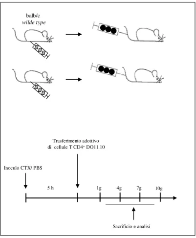 Figura 12. Disegno sperimentale del trasferimento adottivo di linfociti antigene specifici in topi pre- pre-trattati con CTX