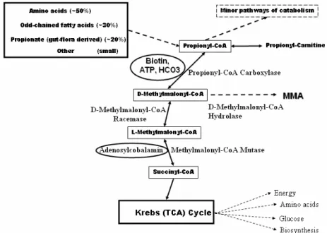 Figure  1.  Major  pathway  of  the  conversion  of  propionyl-CoA  into  succinyl-CoA