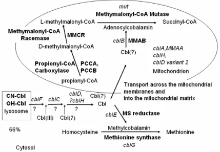 Figure 2. Pathway of cellular processing of cobalamin (OH-cbl). The  class and genes associated with isolated methylmalonic acidemia are: 