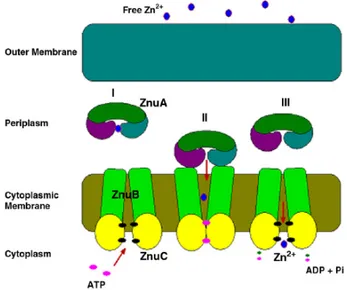 Figure 1.4: Schematic representation of ZnuABC transporter. ZnuA captures zinc in  the periplasmic space (I) and then deliver it to ZnuB (II), the membran permease,that after  ZnuC mediated ATP hydrolisis, transfer this metal into the cytoplasm (III) (Adap