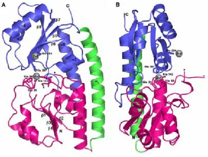 Figure 1.5: Crystal structure of zinc-bound ZnuA.  a) Ribbon diagram of ZnuA  showing the N-terminal domain in pink, the C-terminal domain in blue, and the connecting  α-helix in green