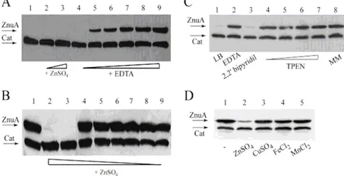 Figure 4.2. Zinc-dependent ZnuA accumulation in S. enterica serovar Typhimurium  (SA140)
