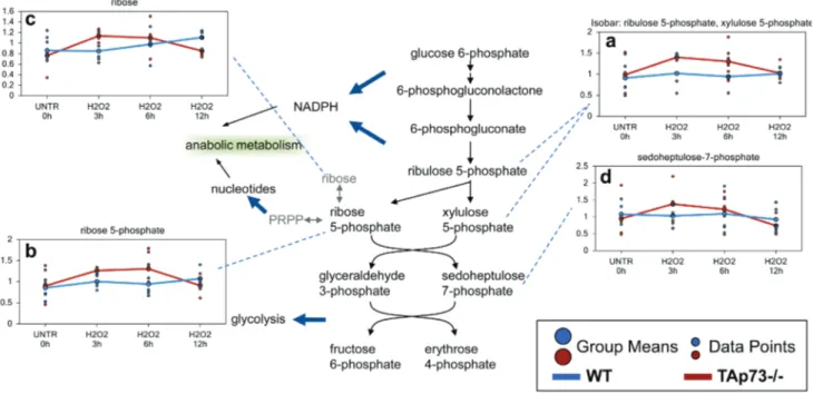 Figure 7: enhanced PPP in tAp73-/- MeF after H 2 o 2  treatment.  The PPP is a metabolic pathway that generates NADPH and  ribose for nucleotide biosynthesis