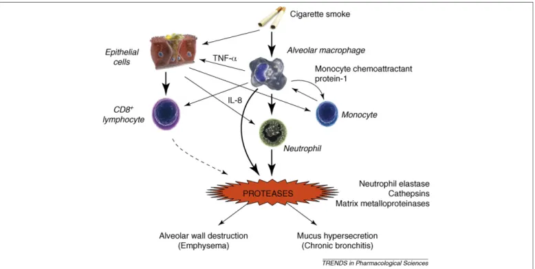 Figure 1. Chronic inflammation in COPD is driven initially by cigarette smoking and other inhaled irritants, which induce a specific pattern of inflammation that predominantly involves the peripheral airways and lung parenchyma