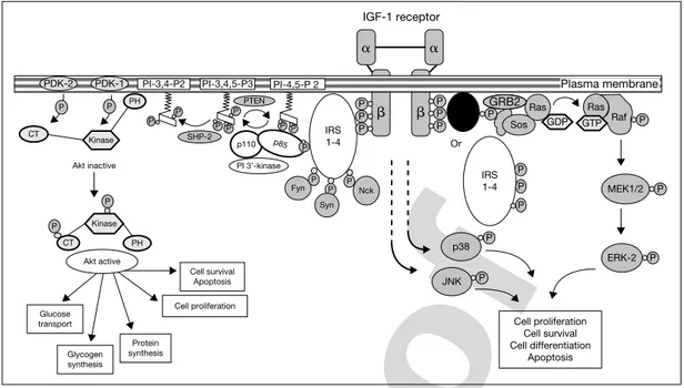 Fig. 2. Multiple  signaling  pathways  for  the  IGF-1R.  ERK ⫽ Extracellular  signal- signal-regulated kinase; MEK ⫽ mitogen extracellular kinase; JNK ⫽ Jun kinase; CT ⫽  carboxy-terminal;  GDP ⫽ guanosine  diphosphate;  GTP ⫽ guanosine  triphosphate;  PD