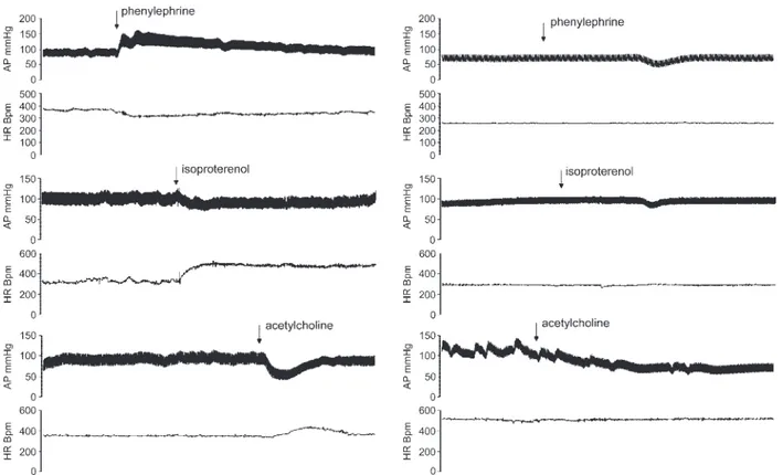 Fig. 1. Original recordings of arterial pressure (AP) and heart rate (HR) responses to phenylephrine, isoproterenol, and acetylcholine before (left) and after (right) selective autonomic pharmacological blockades (see MATERIALS AND METHODS )