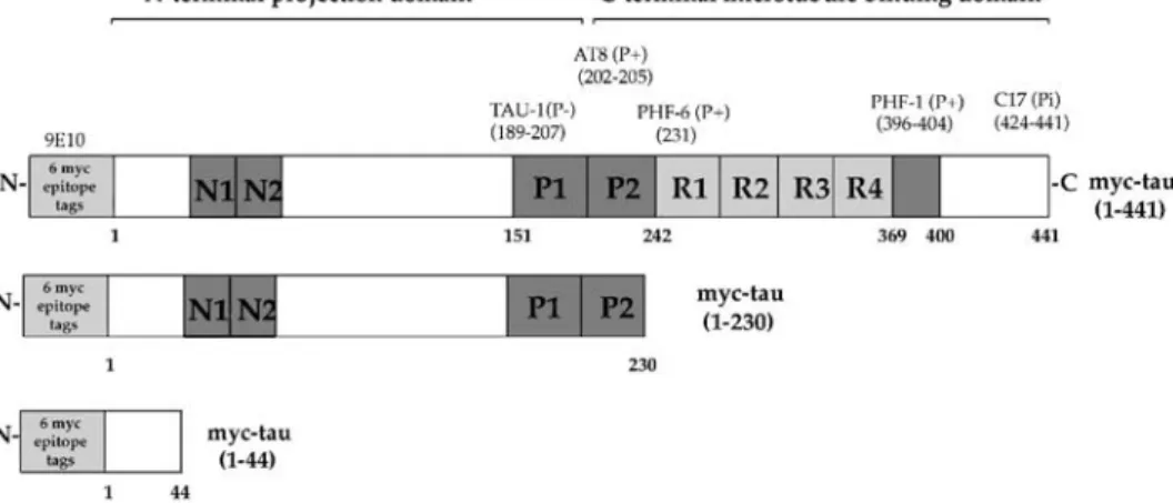 Figure 1 Tau constructs employed in this study. Three constructs have been used in this study: Ad myc-tau (1–441), Ad-myc tau (1–230), and Ad-myc tau (1–44)