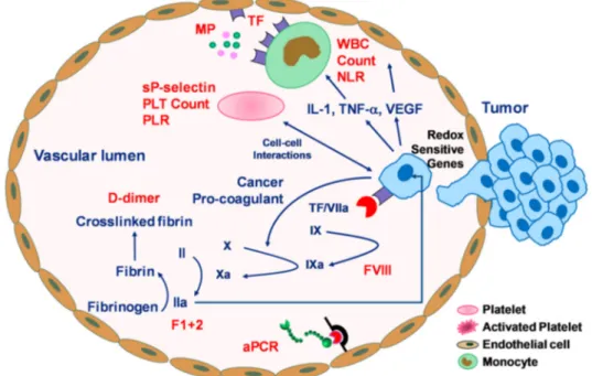 Figure 1. Graphical summary of the mechanism of tumor-induced coagulation cascade and relevant biomarkers at various stages of the pro-coagulant processes
