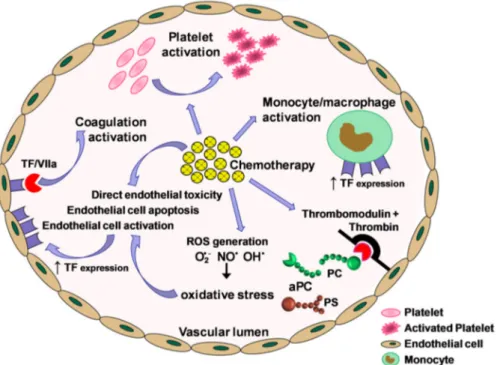 Figure 2. Effects of chemotherapy on coagulation activation. Chemotherapy may cause incongruous activation of hemostasis through various mechanisms: direct endothelial cell toxicity and apoptosis;