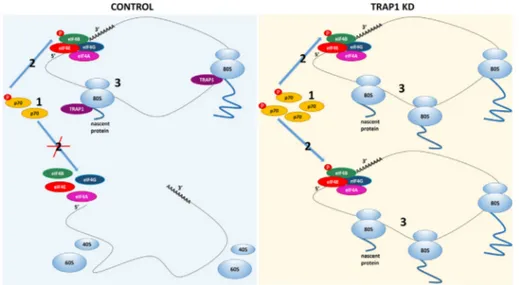 Figure 8 e TRAP1 is bound to actively translating ribosomes and is involved in protein synthesis regulation through the p70S6K activation pathway
