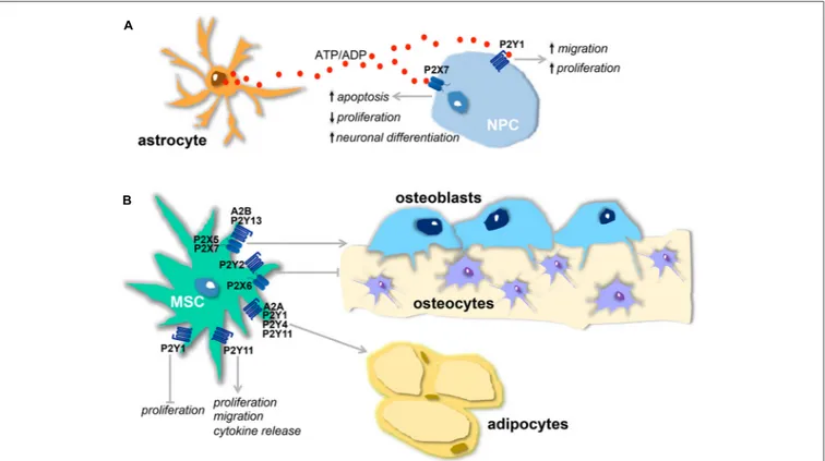 FIGURE 1 | Physiological effects of purinergic receptors in neural and mesenchymal stem cells (MSCs)