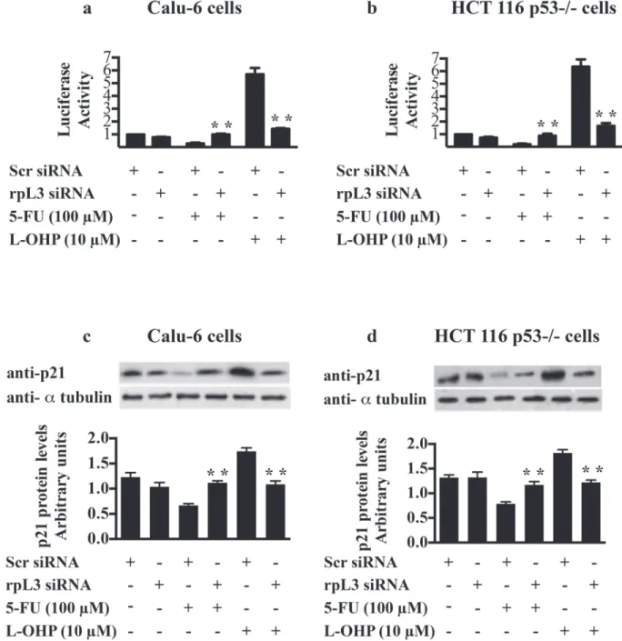 Figure 7: Role of rpL3 in the regulation of p21 promoter activity upon 5-FU and L-OHP treatments