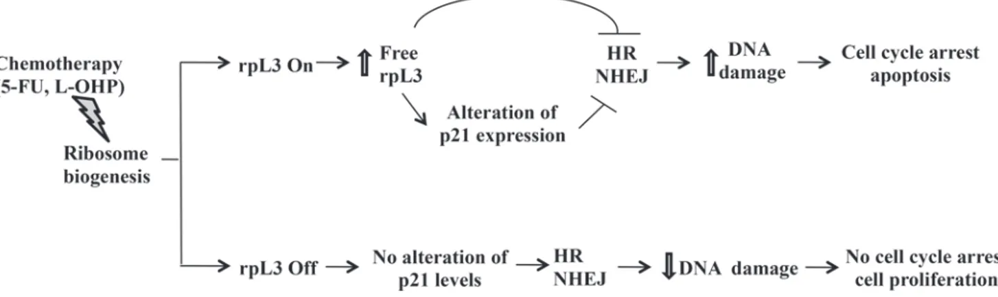Figure 9: Schematic representation of proposed model.  In the presence of rpL3 (rpL3 On), drug induced ribosomal stress caused  an induction of rpL3 total intracellular levels and the accumulation of rpL3 as ribosome-free form