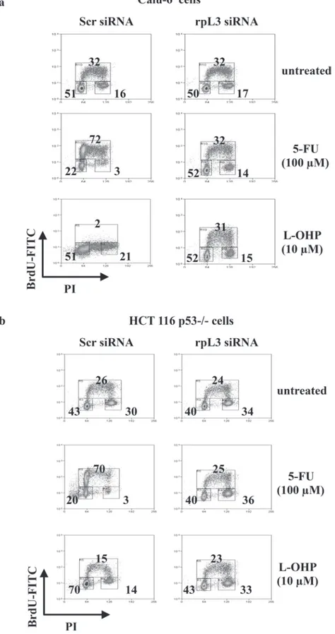 Figure  2:  Effect  of  rpL3  silencing  on  cell  cycle  upon  5-FU  and  L-OHP  treatments
