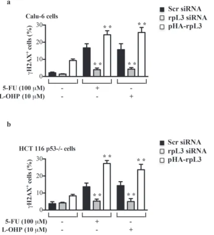 Figure 4: Effect of rpL3 on DNA damage.  (a) Calu-6 cells and (b) HCT 116 p53-/- cells were transiently transfected with siRNA  specific for rpL3 or scrambled siRNA (Scr) or pHA-rpL3 plasmid